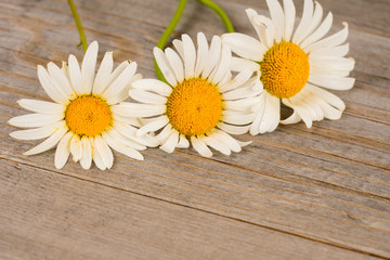 camomile flowers on rustic wooden planks