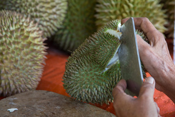 old man hand with knife open the king of fruit 
