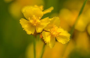 Yellow Flower Field8