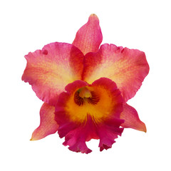 Pink Orchid [Cattleya] isolated on white background
