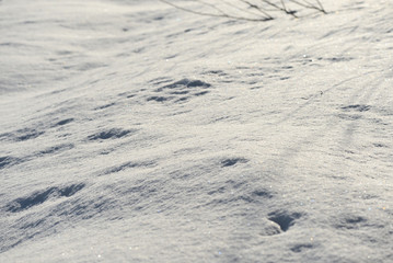 White snow texture on a sunny day. Winter background
