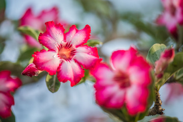 Fototapeta na wymiar Azalea flowers in resort.