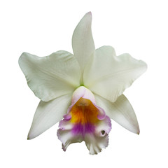 White Orchid [Cattleya] isolated on white background