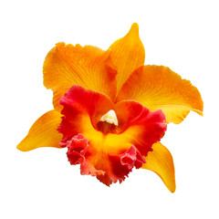 Orange Orchid [Cattleya] isolated on white background