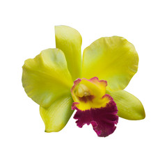Yellow Orchid [Cattleya] isolated on white background