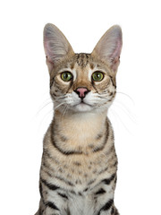 Obraz premium Head shot of cool young adult Savannah F1 cat, facing front. Looking beside camera with green eyes. Isolated on white background.