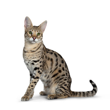 Cool young adult Savannah F1 cat, sitting side ways. Looking beside camera with green eyes. Tail behind body. Isolated on white background.