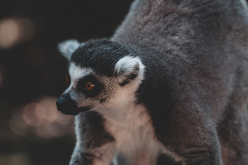 Fototapeta na wymiar Lemur