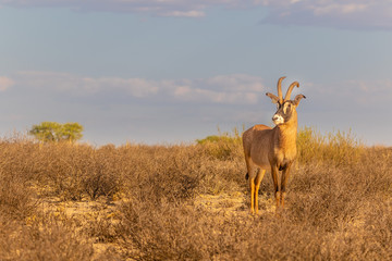 Antelope