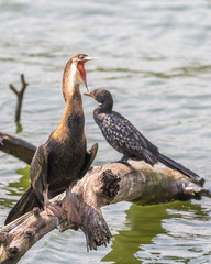 screaming bird