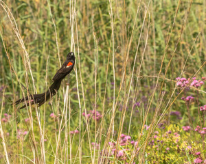 bird on a reed