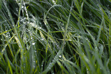 Green summeer grass with dew in detail