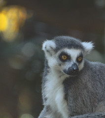 Lemur