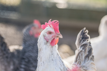 Hühner auf dem Bauernhof