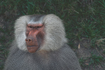 Baboon