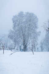 A large Maple tree during snowfall in Nishat Kashmir Woodland covered with snow. Fresh snow falling in a woodland.