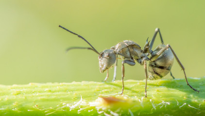 Portrait macro big ant on green tree with nature background.