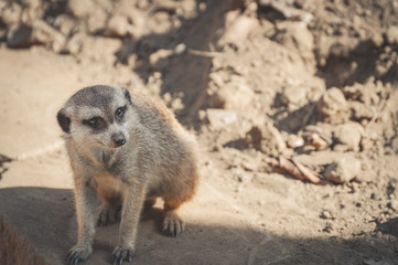 Meerkat