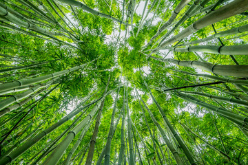 Plakat Vertical view in bamboo forest