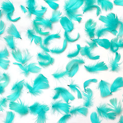 Fototapeta na wymiar Texture of turquoise feathers. Square, flat lay, top view