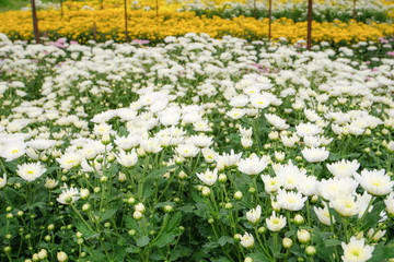 beautiful blooming white chrysanthemum flowers with green leaves in the garden, nature background