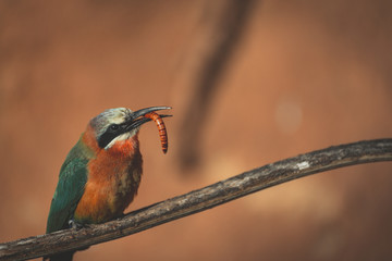 Bird