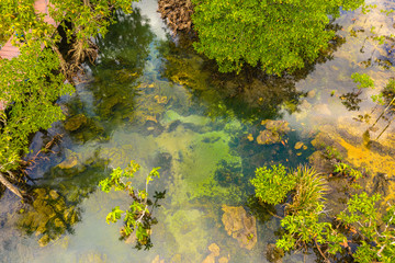Tha Pom Klong Song Nam amazing nature in Krabi.Tha Pom Swamp Forest is a forest with.many beautiful water sources. clear and clean emerald water blowdown pass the beautiful root of mangrove tree