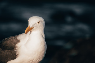Seagull