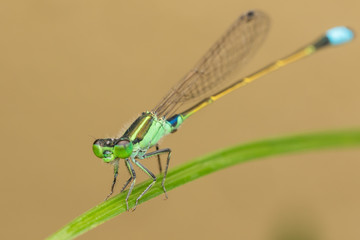 Damselfly on green leaves, blurred background , Close-up of green damselfly.