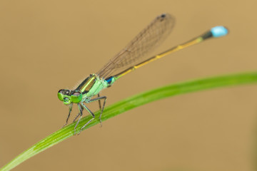 Damselfly on green leaves, blurred background , Close-up of green damselfly.
