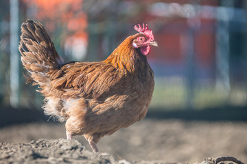 Hühner auf dem Bauernhof