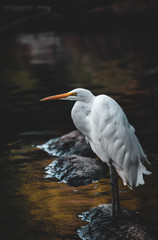 Egret