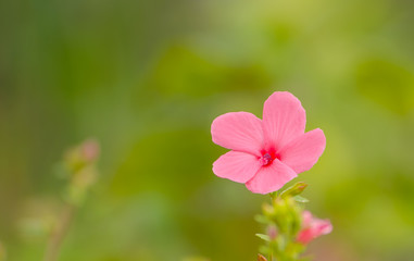 The beauty of the flowers from weeds 3