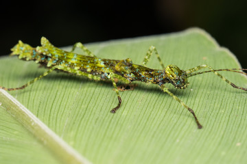 Beautiful Stick Insect on the green leaves isolated on black