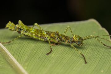 Beautiful Stick Insect on the green leaves isolated on black