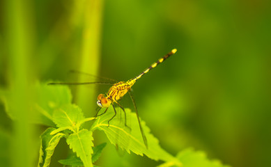 Dragonfly in the field