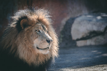 Lion