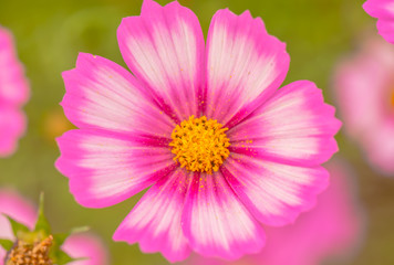 Obraz premium Colorful flowers 7