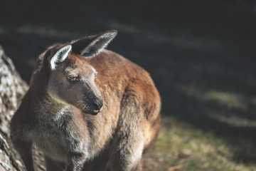 Kangaroo