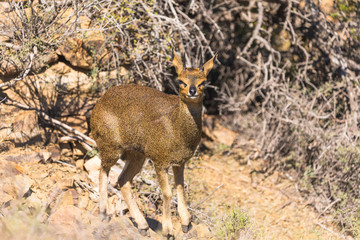 Klipspringer antelope curious (Oreotragus oreotragus)