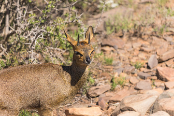 Klipspringer antelope (Oreotragus oreotragus)