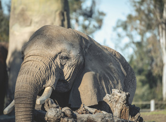 Fototapeta premium Elephant