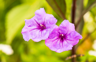 Macro purple flowers