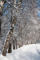 Winter landscape with a park