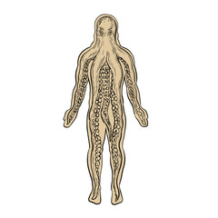 Drawing sketch style illustration of an alien octopus inside a human body and taking over it viewed from front on isolated white background.