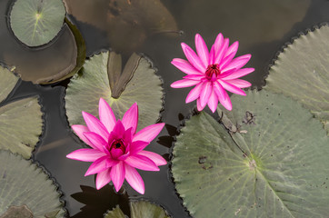 Beautiful Lotus in Thailand.3