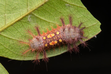 beautiful caterpillar on green leaves isolated on black