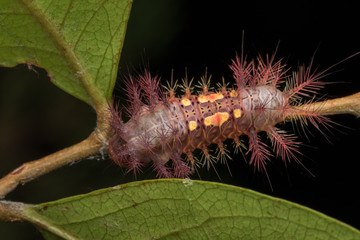 beautiful caterpillar on green leaves isolated on black