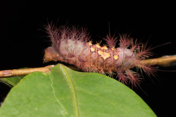 beautiful caterpillar on green leaves isolated on black