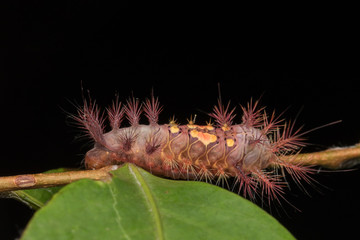 beautiful caterpillar on green leaves isolated on black